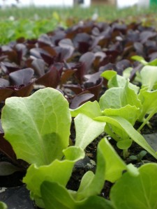 Lettuce in the greenhouse in May