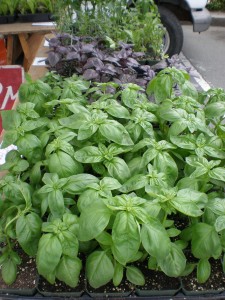 Basil in Central