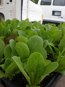 lettuce plants at central