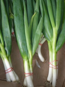 Overwintered Scallions