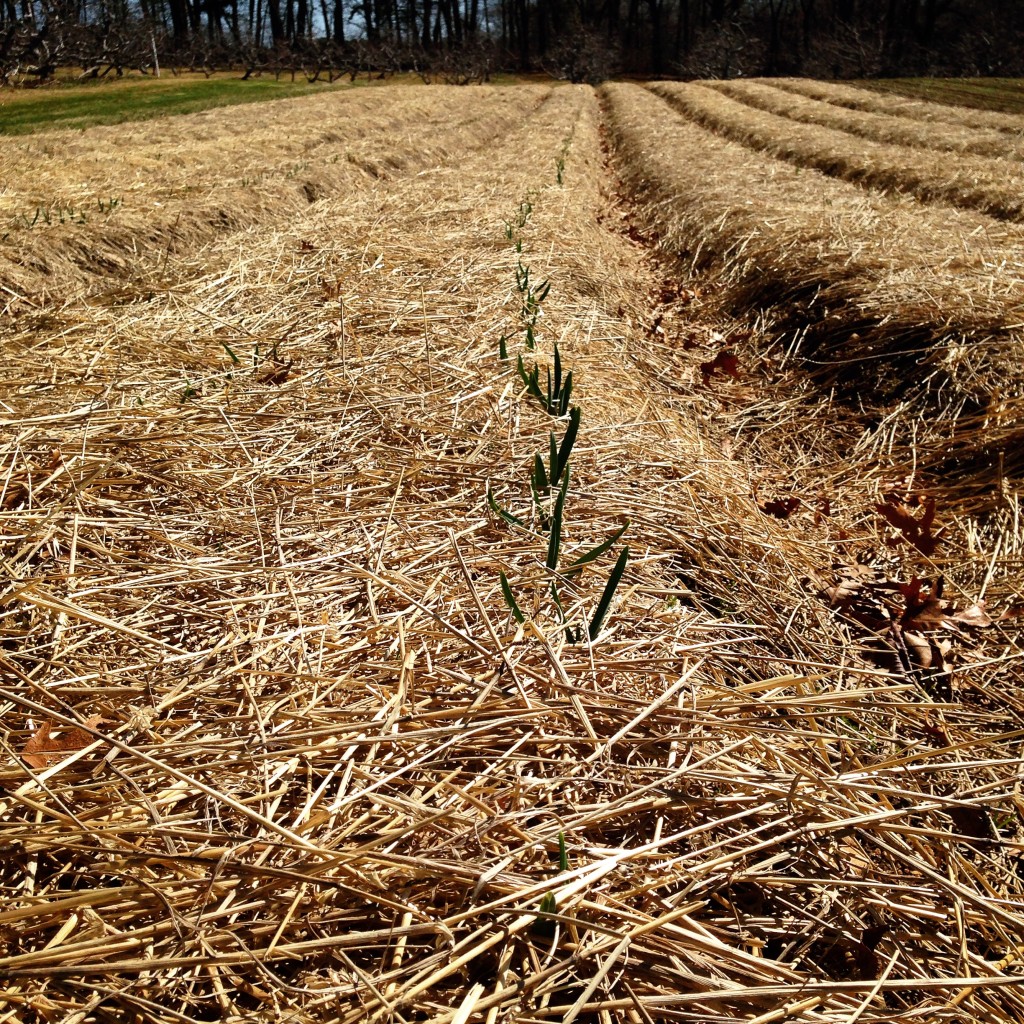 baby garlic