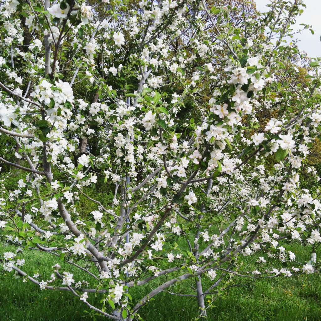 apple blossoms