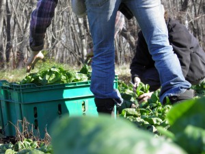 Picking Spinach